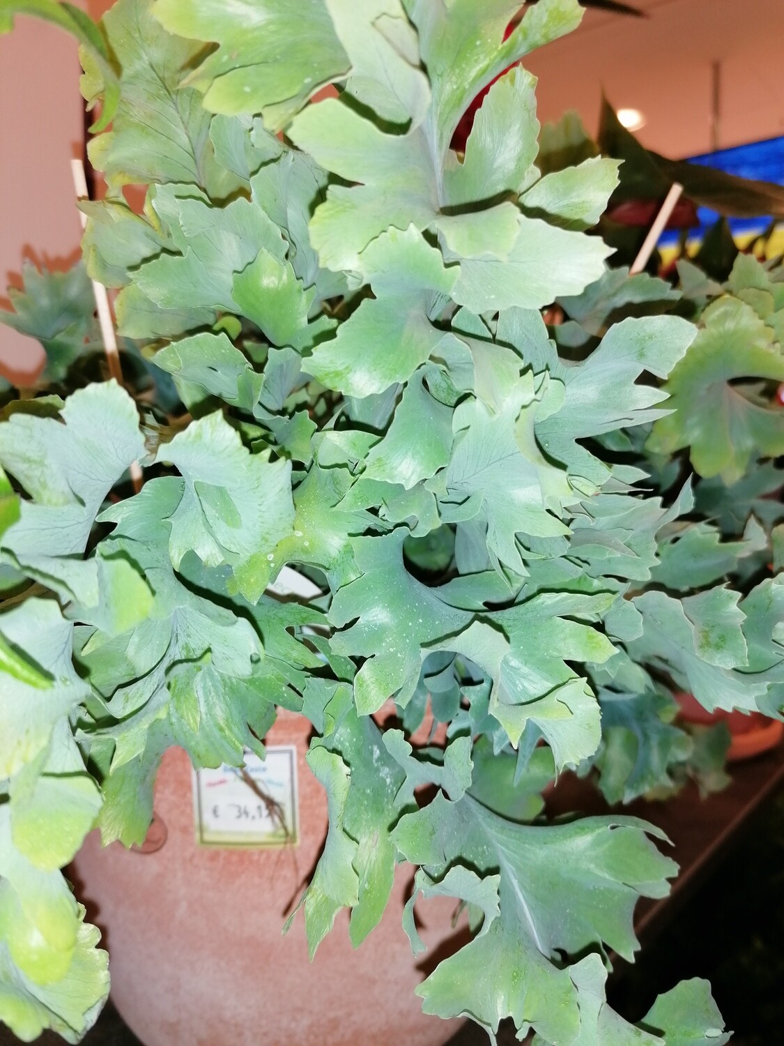 Blaufarn (Phlebodium) 40 cm hoch
