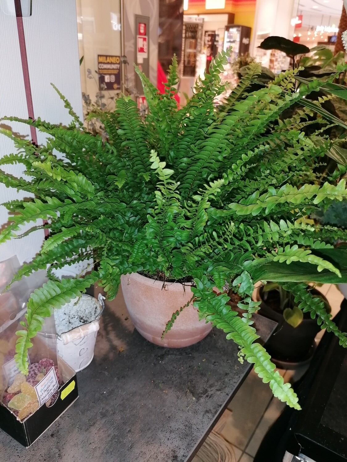 Nephrolepis Farn