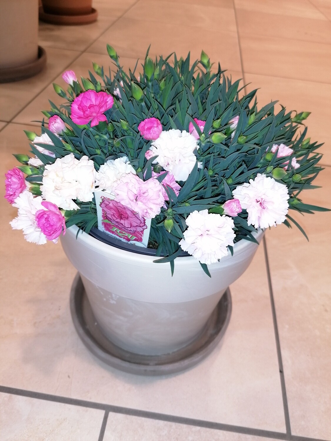 Dianthus Töpfchen, Höhe ca. 34 cm