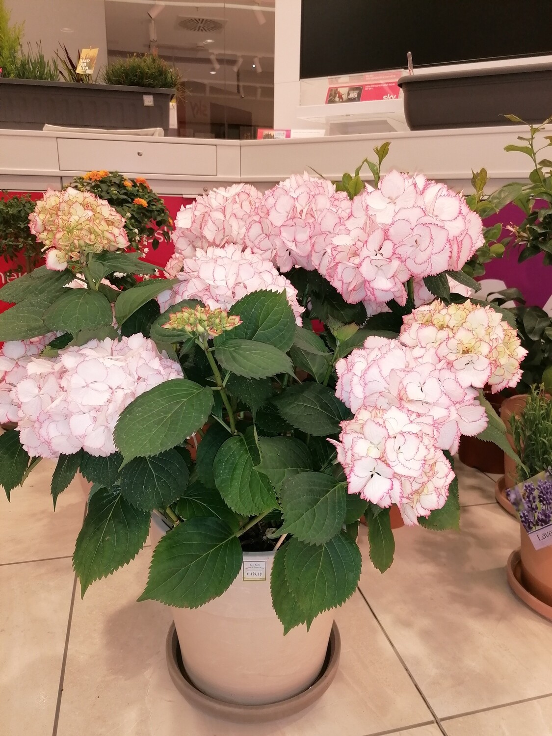 Cocktail Hortensie, ca 88 cm hoch