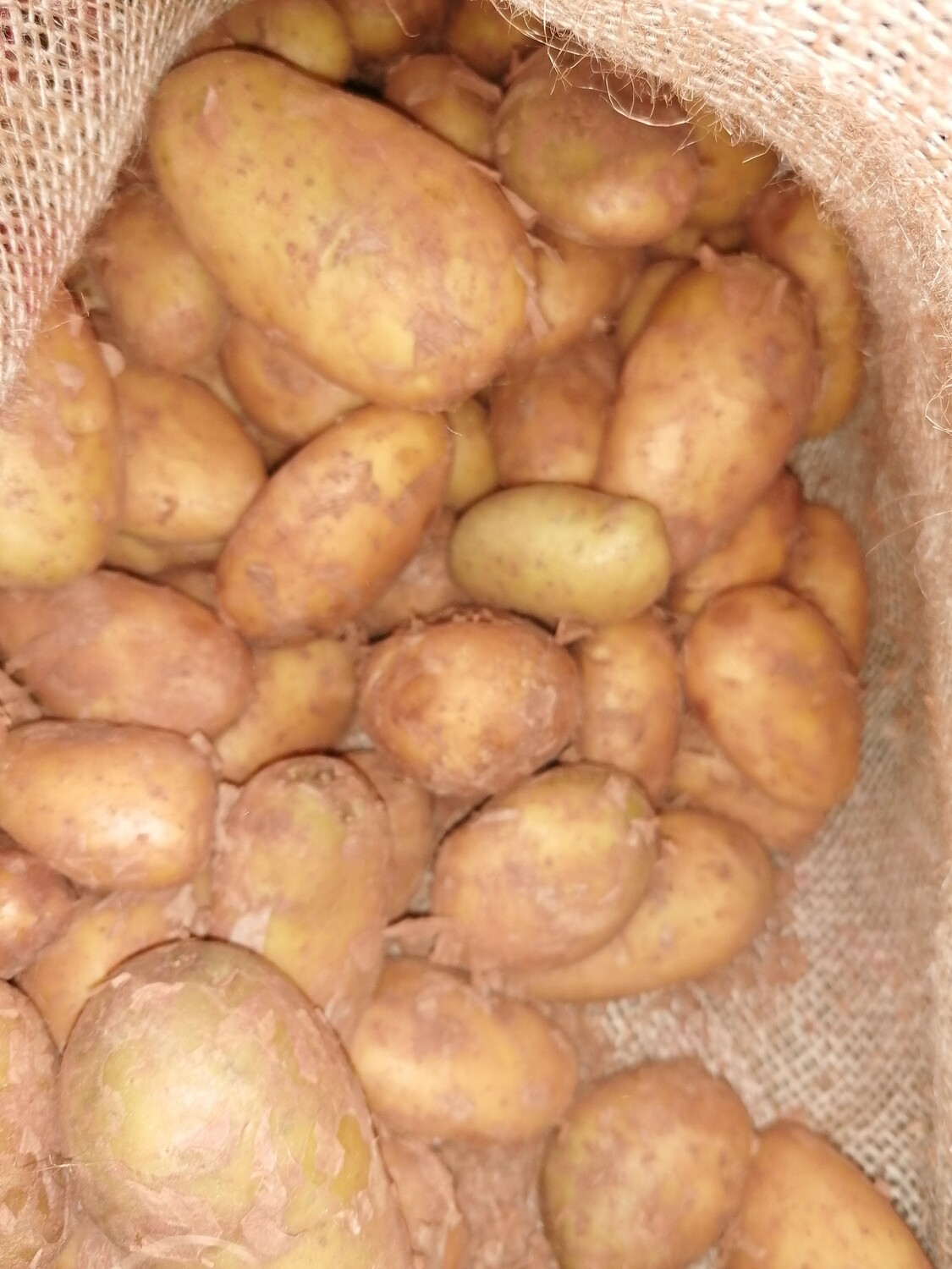 Galatina Früh-Kartoffel