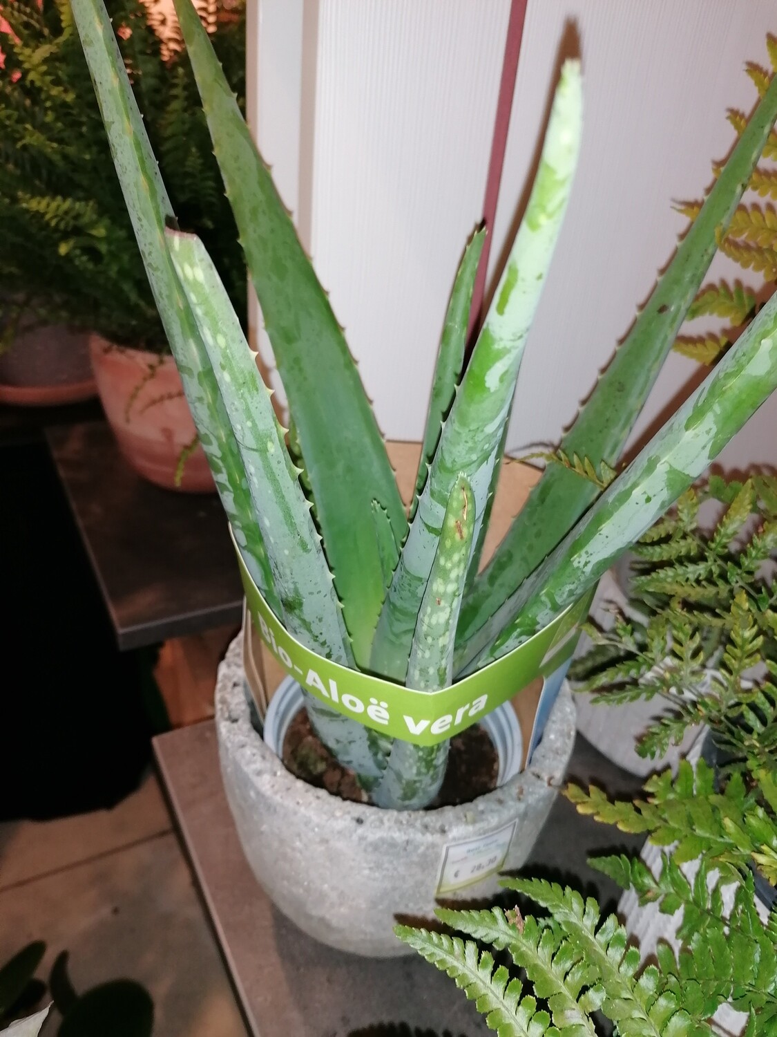 Aloe Vera klein ca 40 cm hoch