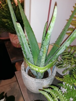 Aloe Vera ca 40 cm hoch