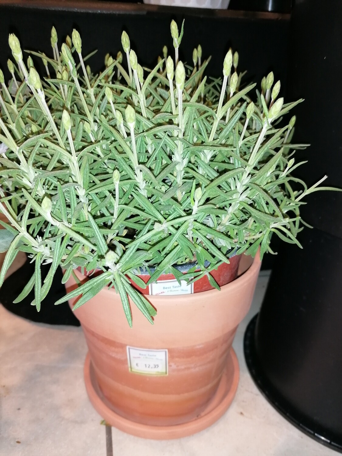 Lavendel ca 35 cm hoch