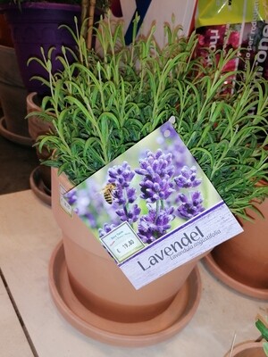 Lavendel,, 45 cm hoch, das Original