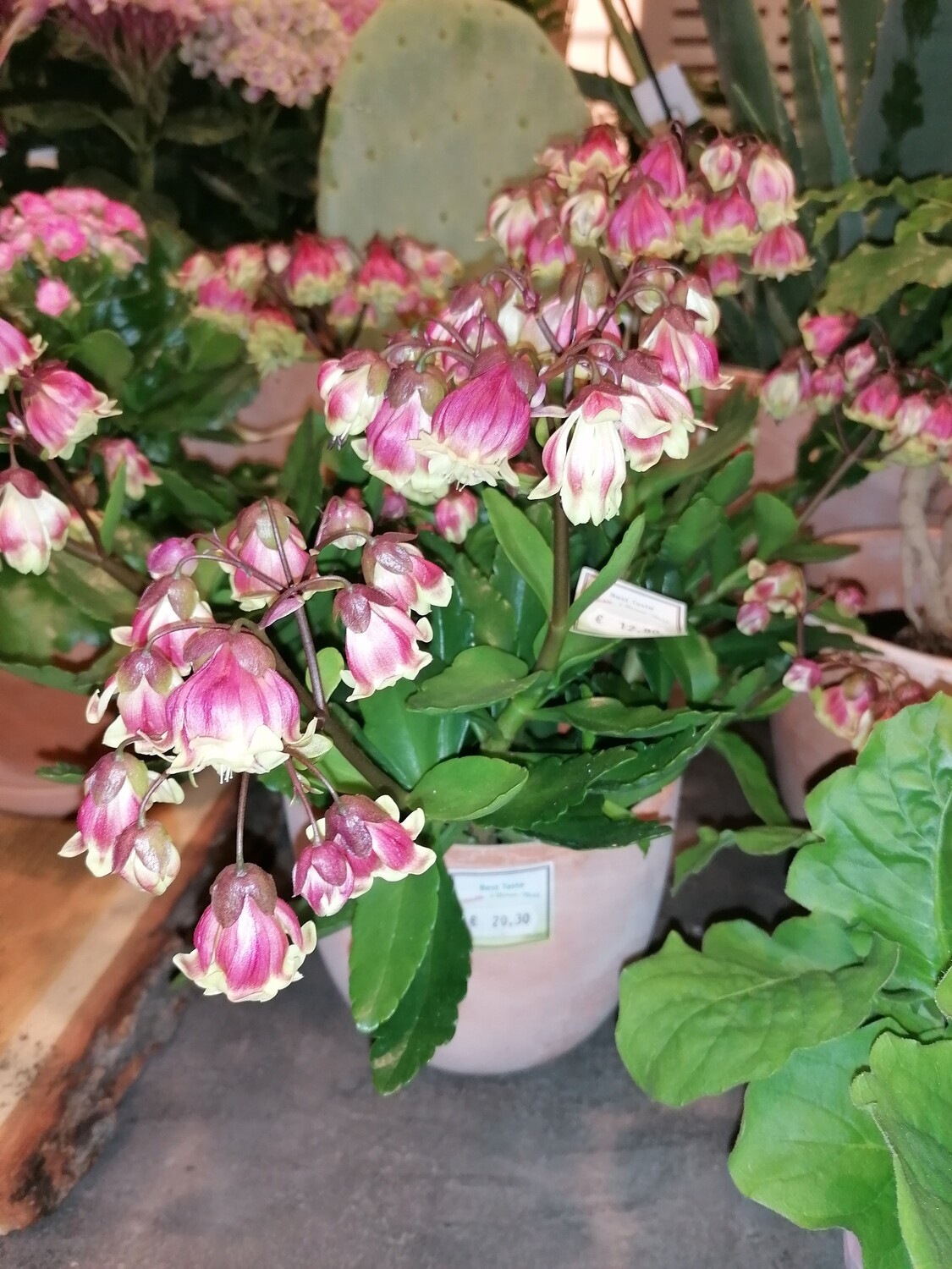 Kalanchoe Glockenblume
