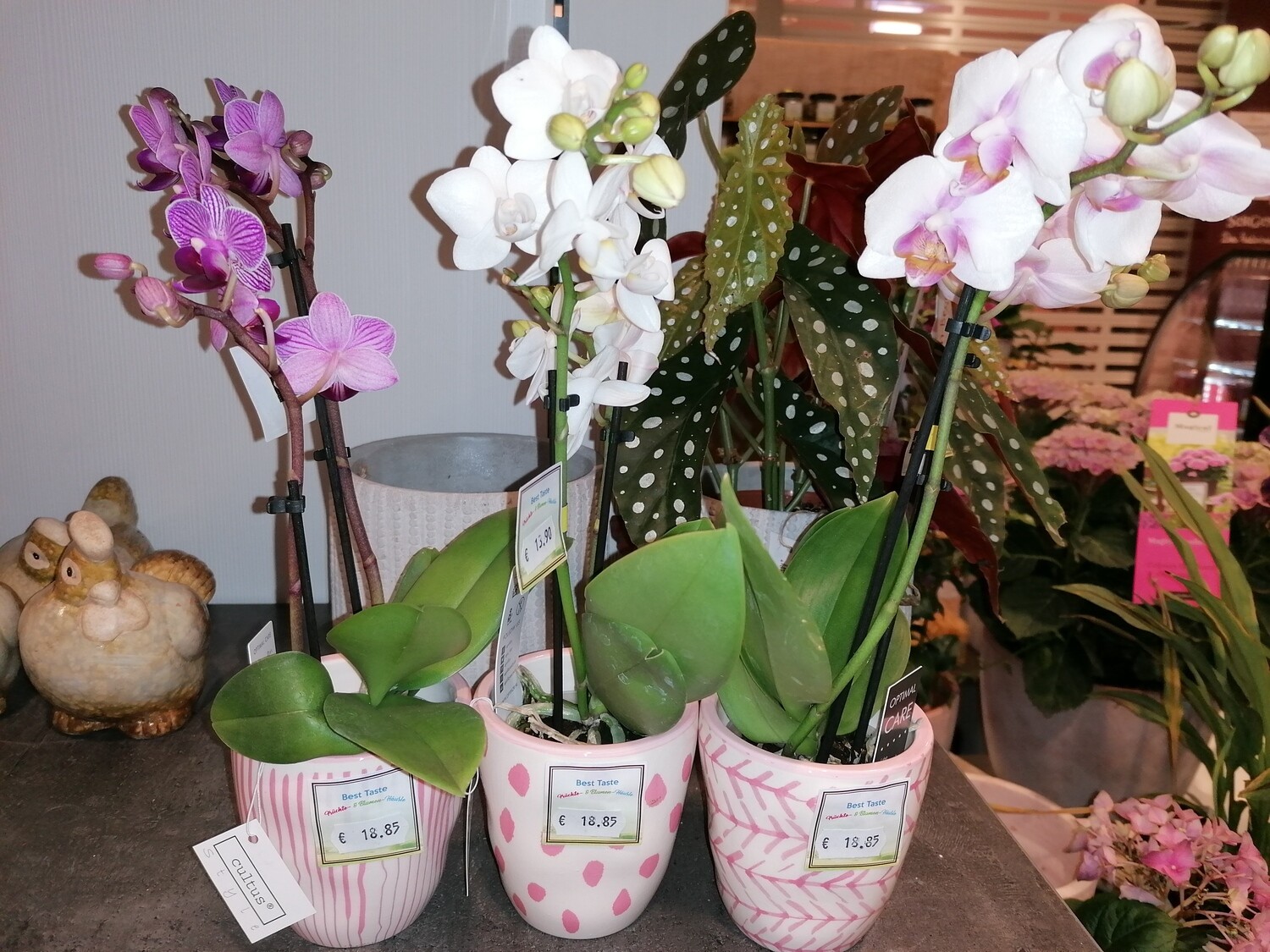 Orchideen 32 cm hoch ca