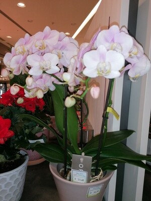 Orchideen 46 cm hoch ca