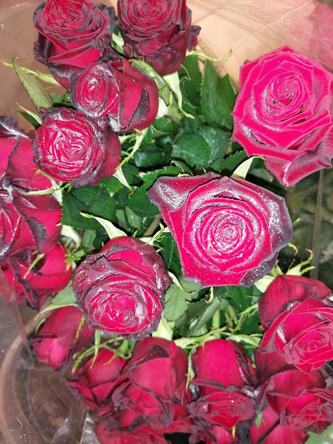 dunkelrote Rosen, 10 er Bund