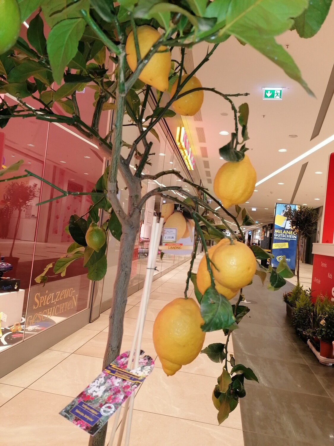 Echter Zitronenbaum 200 cm groß