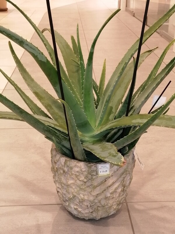 Aloe Vera gro