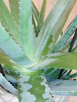Aloe Vera gro
