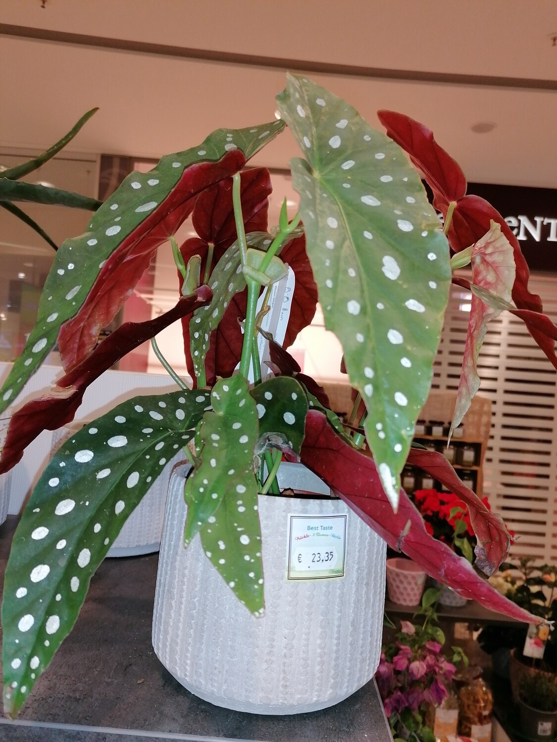 Begonia Maculata, mit weißer Blüte