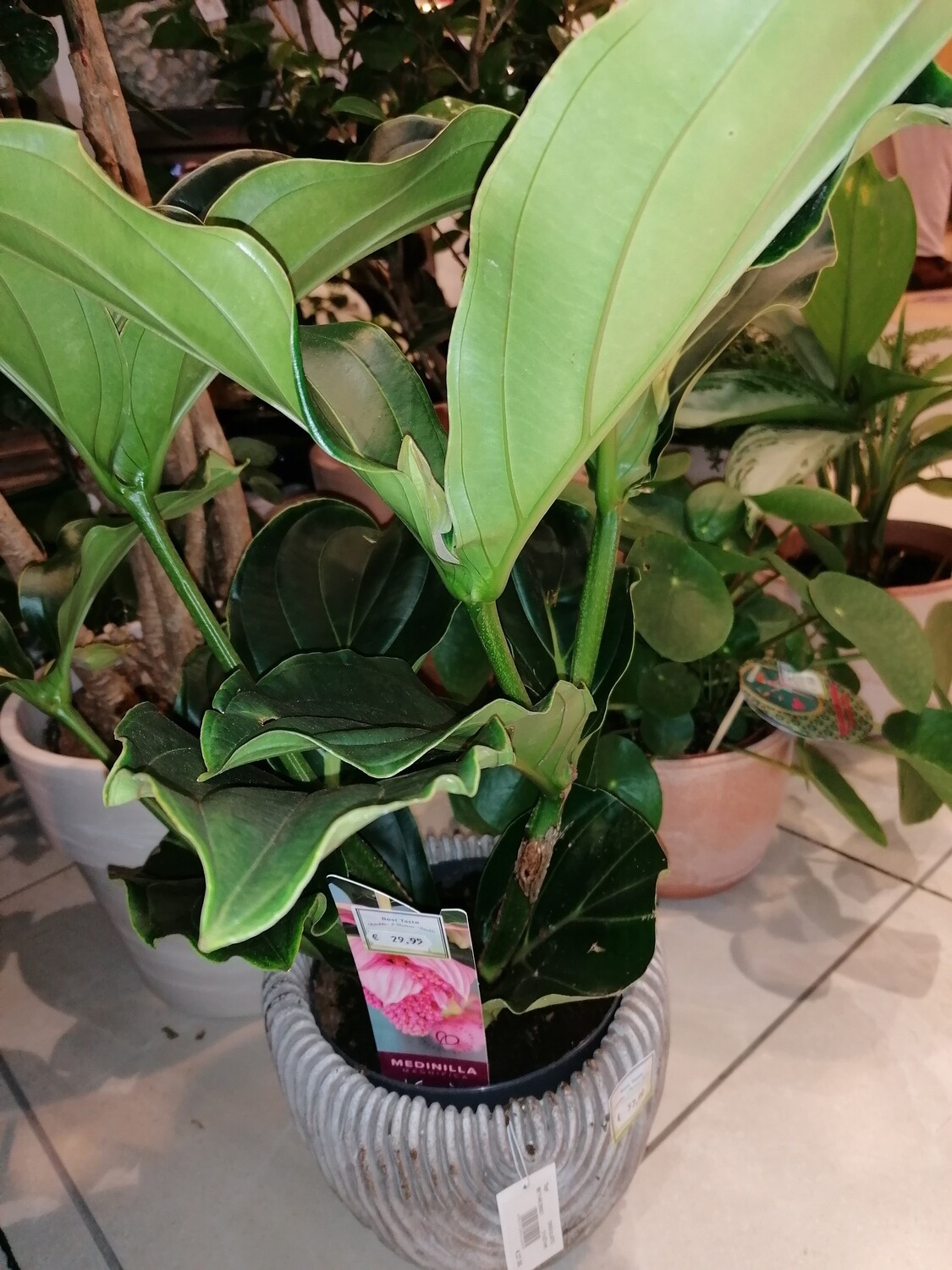 Medinilla Manificia