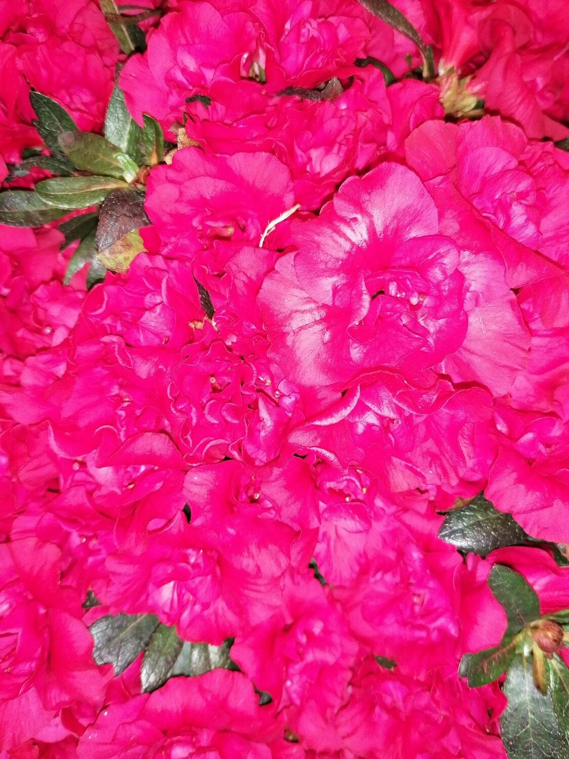 Azalee