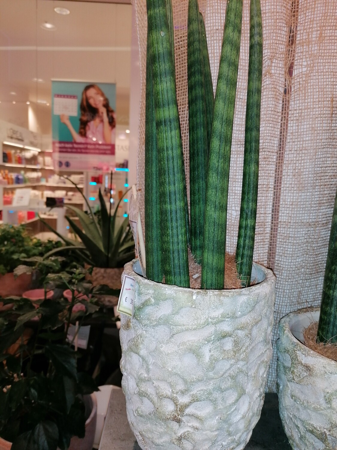 Sanseverie cylindrica
