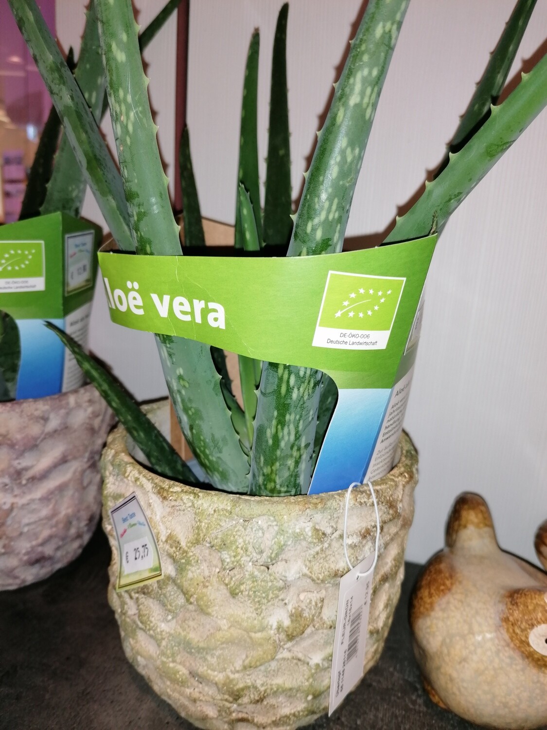jojobaöl mit aloe vera mischen Jojobaöl » Allrounder für Haut & Haar I colibri skincare main image 0