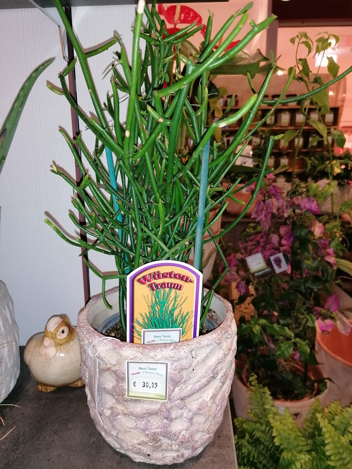 Euphorbia tirucalli 20 cm hoch