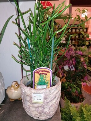 Euphorbia tirucalli 44 cm hoch