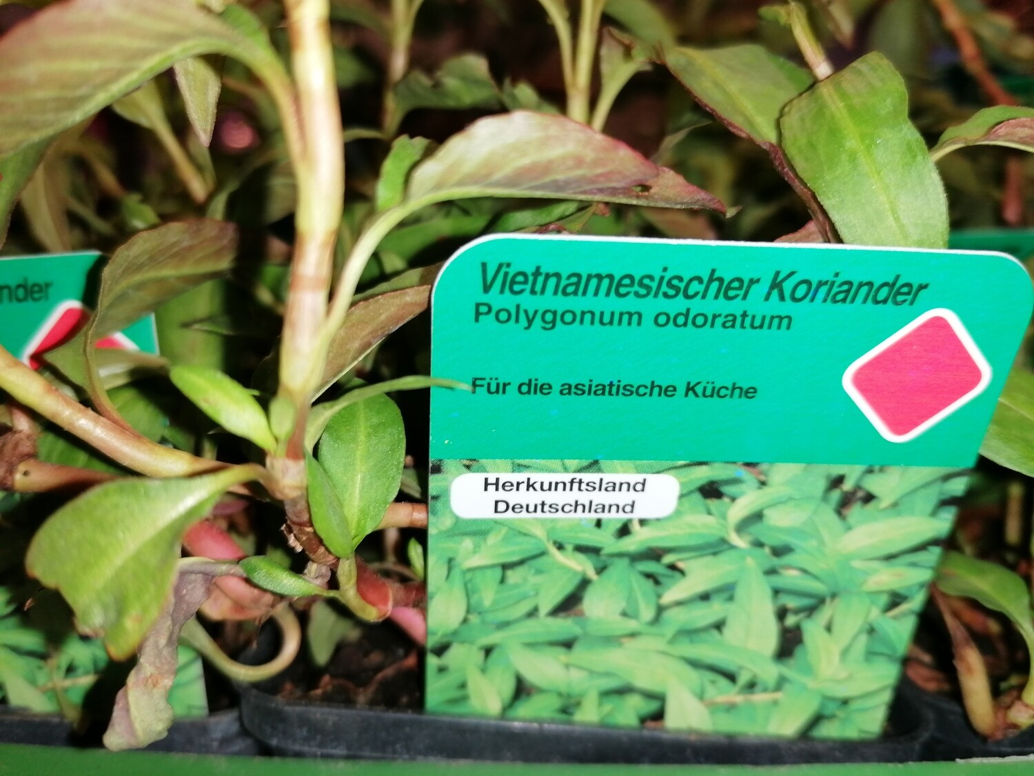 Vietnamesischer Koriander Bio