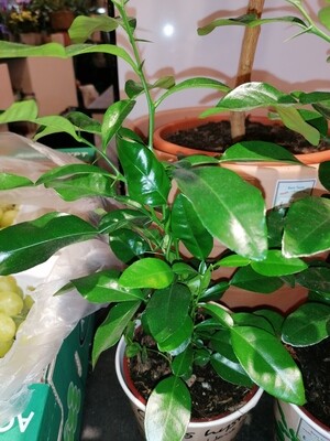Hystrix, Doppelblatt-Limette Hystrix, Doppelblatt-Limette