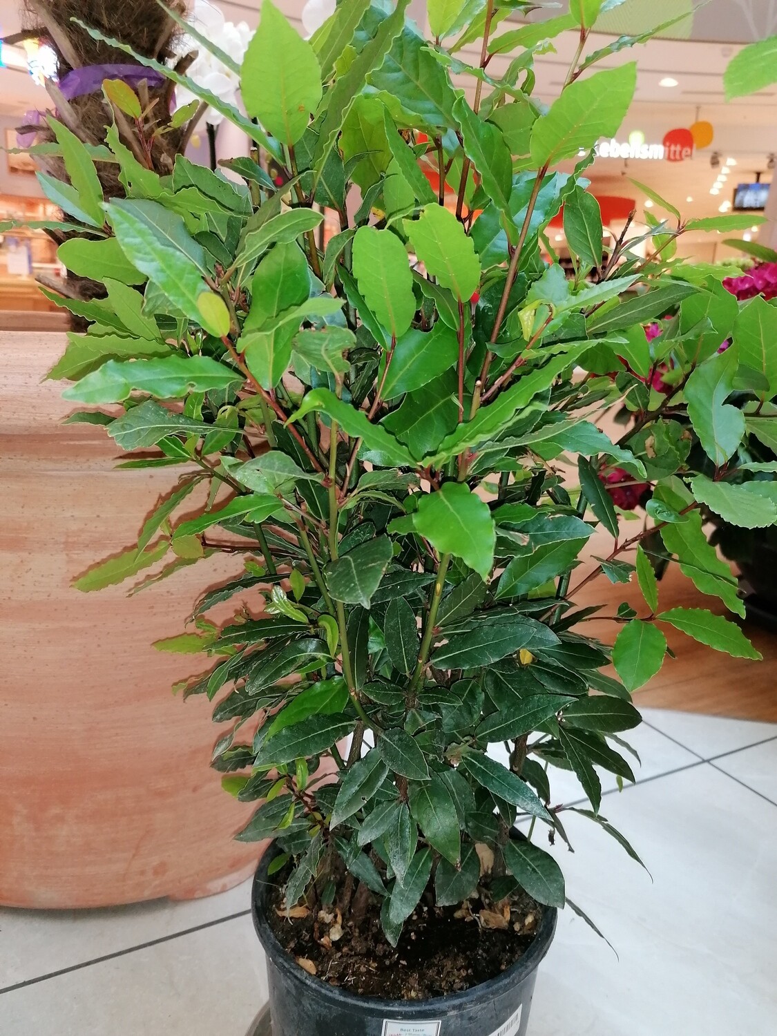 Lorbeer, 75 cm hoch