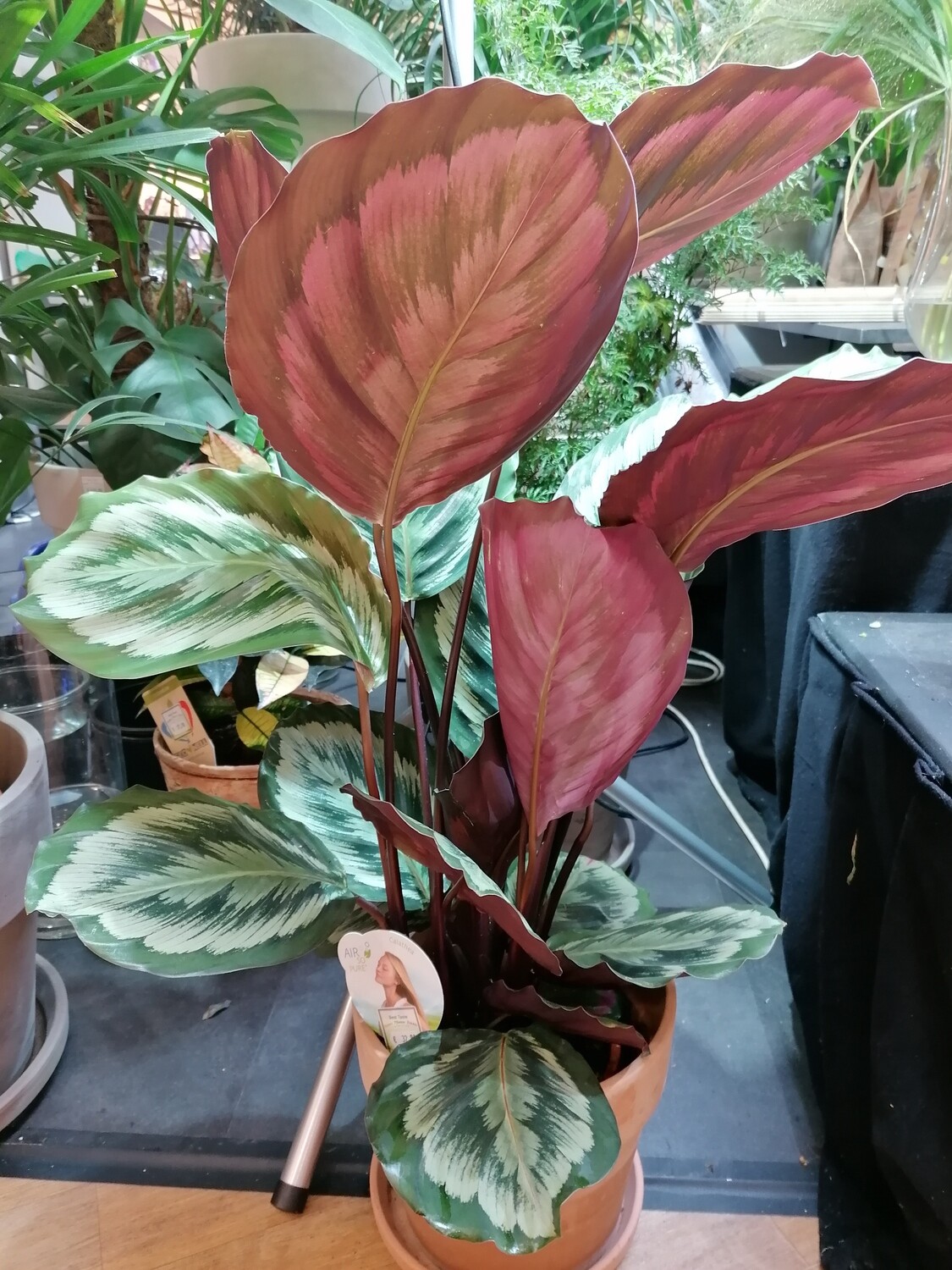 Calatheas, ca 80 cm hoch ! verschiedene Sorten