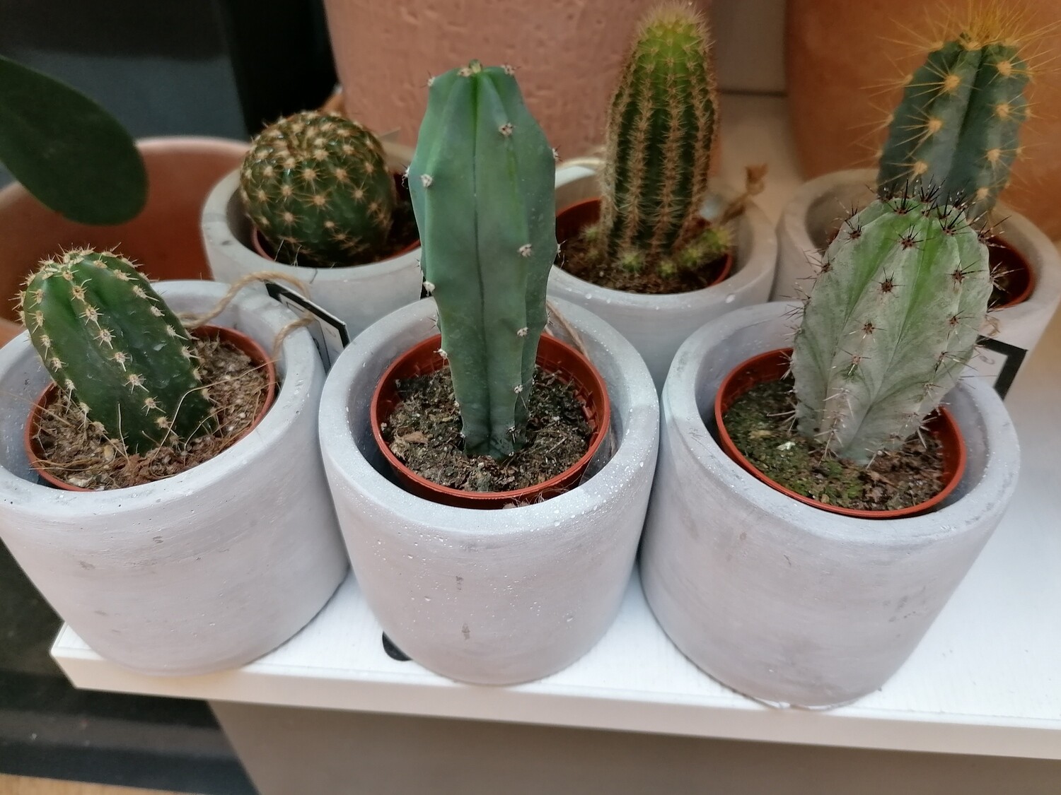 Mini-Kakteen