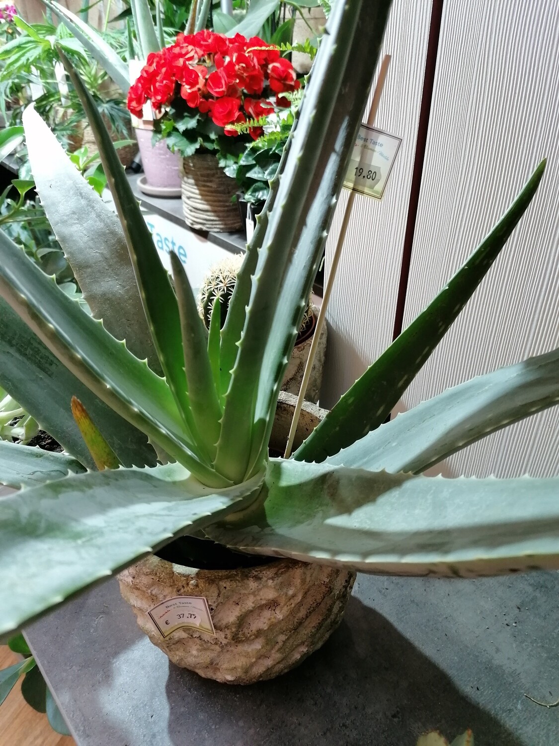 Aloe Vera mittel ca 40 cm hoch Aloe Vera mittel ca 40 cm hoch