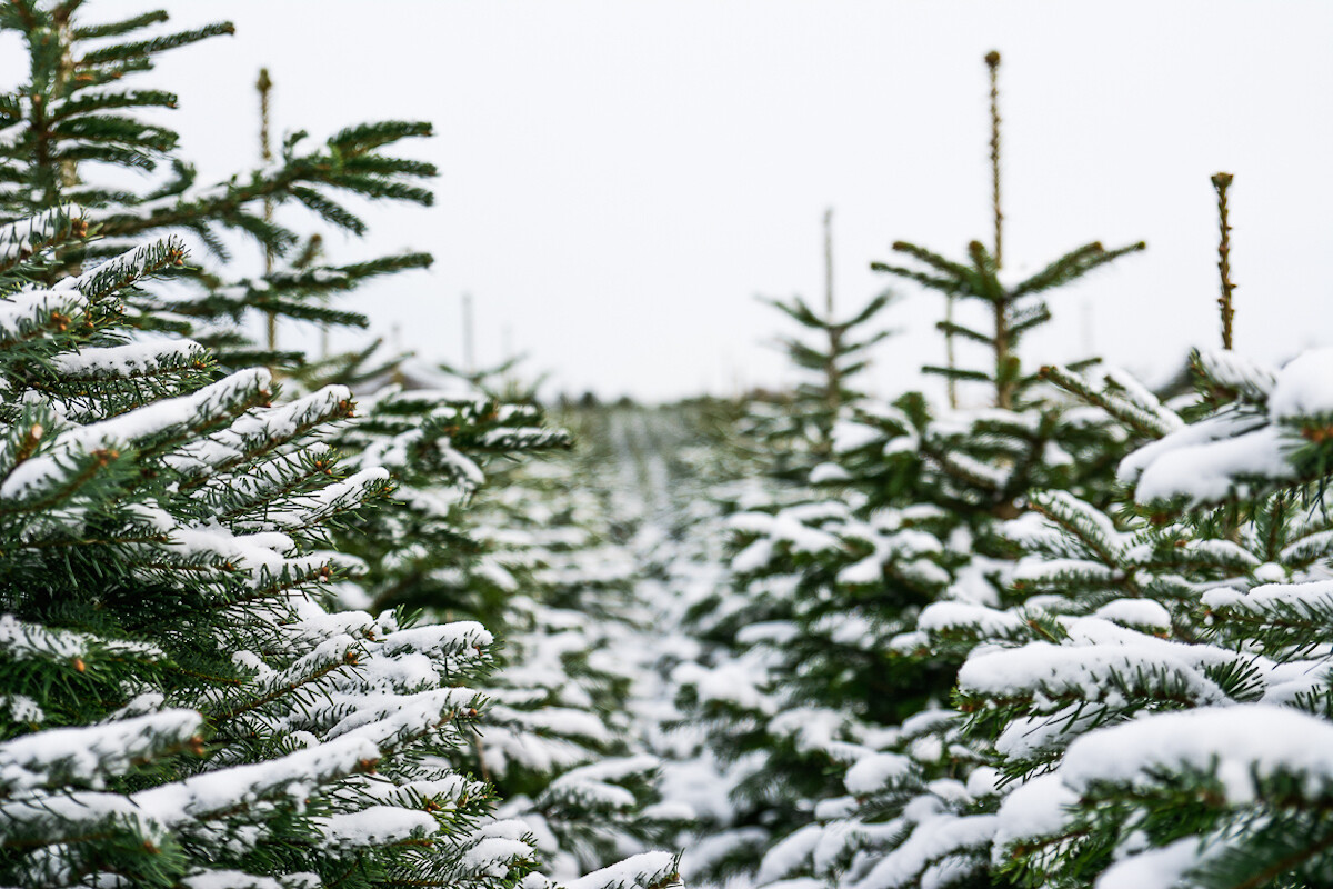 Winterzauber Weihnachtsbäume