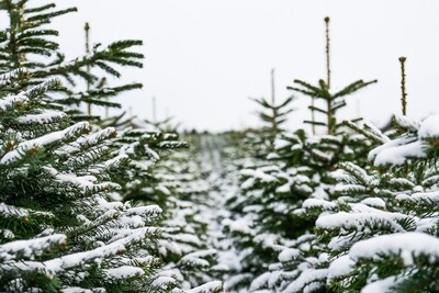Winterzauber Weihnachtsbäume