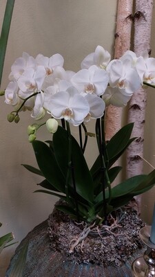 Die schönsten großen weissen Orchideen Blüten