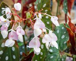 Forellenbegonie: Tipps zur Pflanzung und Pflege - Mein schöner Garten
