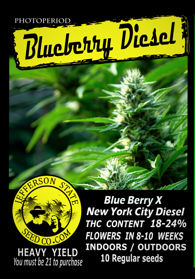 BlueBerry Diesel