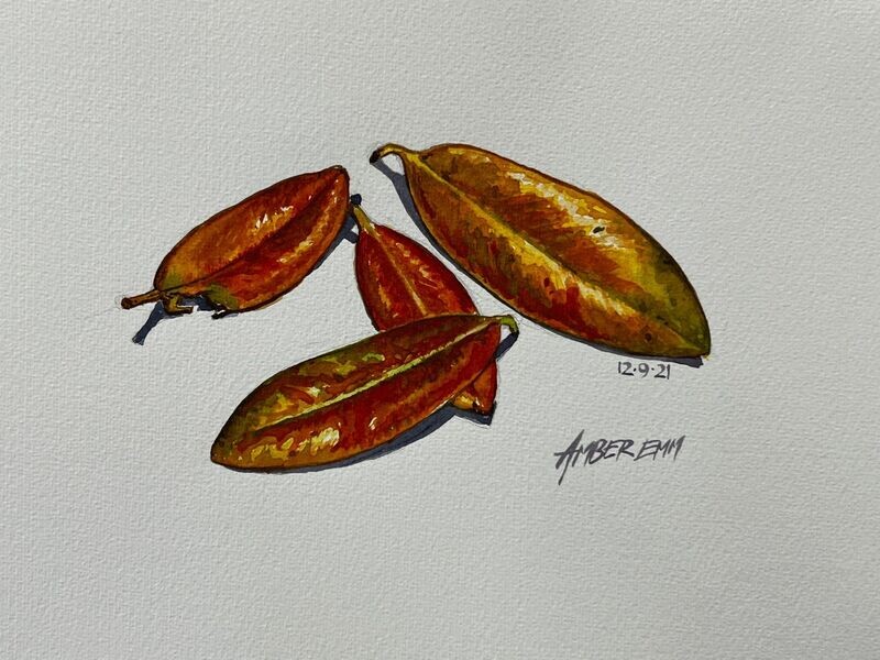 Pohutukawa Leaves