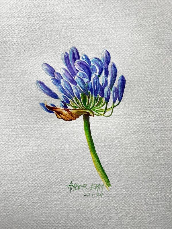 Agapanthus