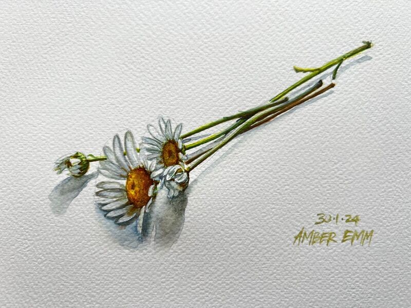 Daisies