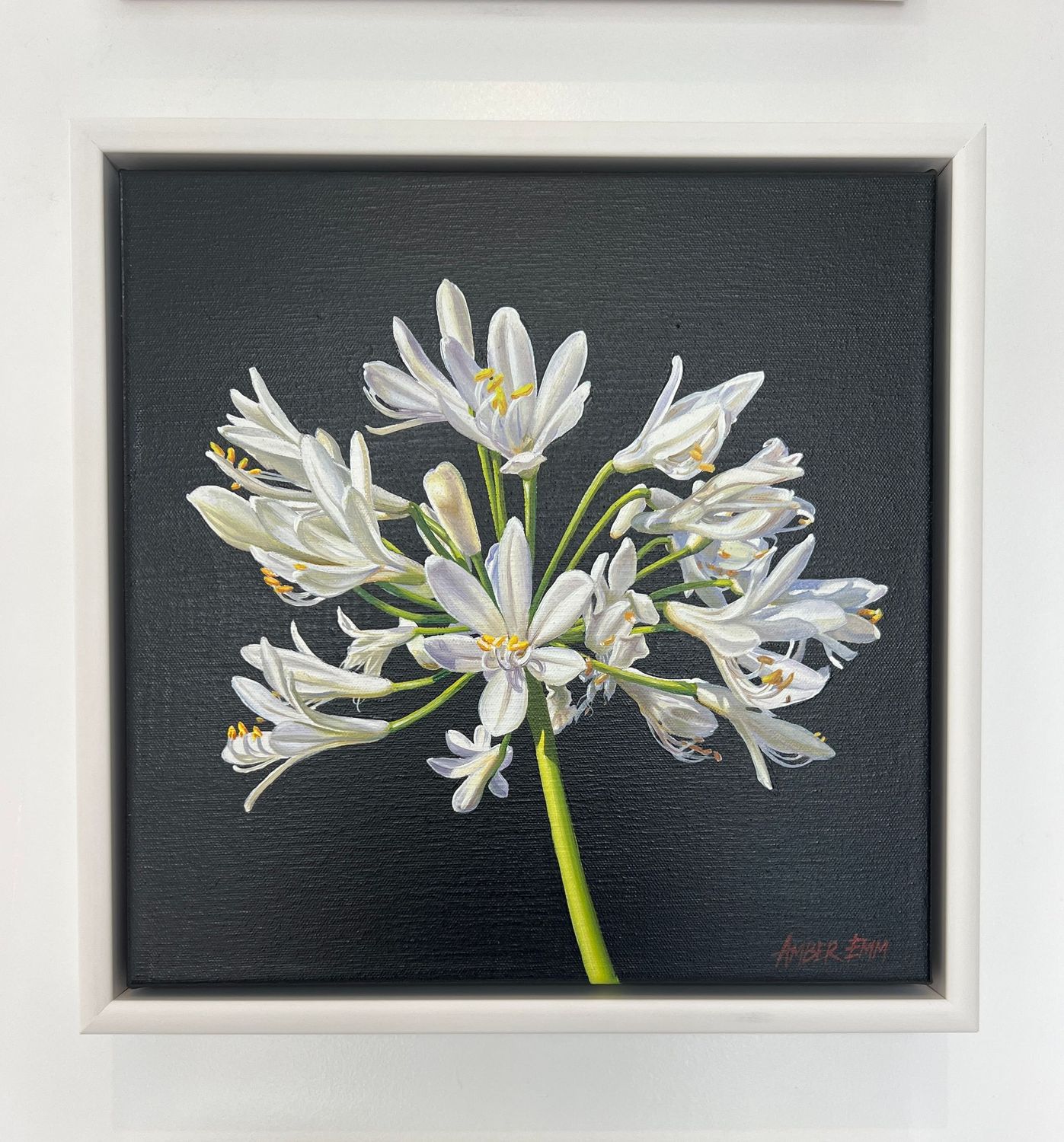 Agapanthus