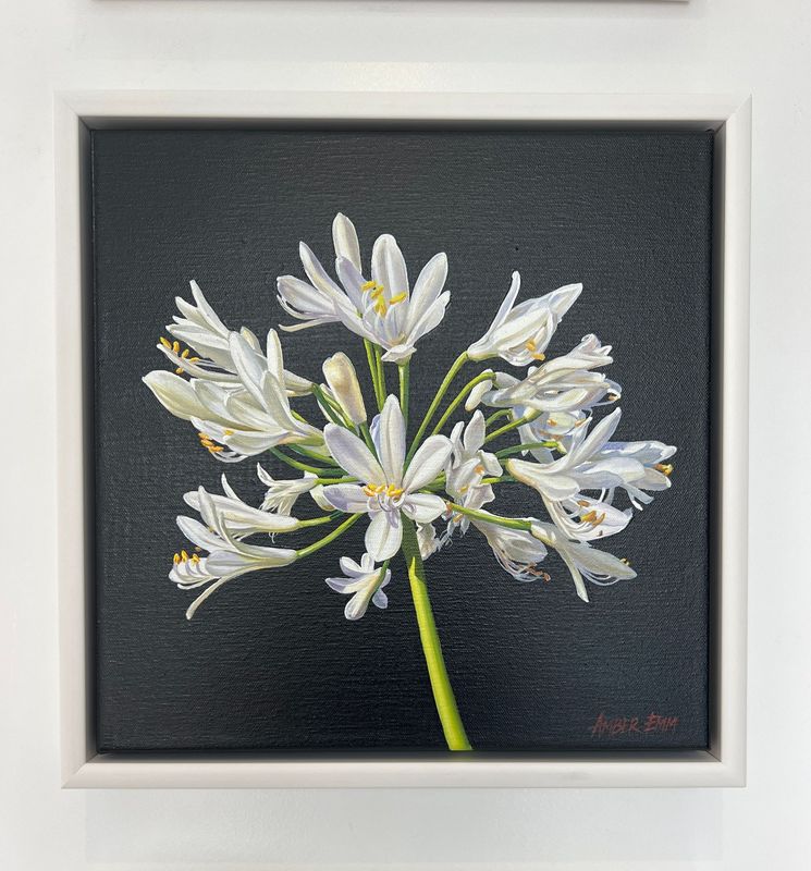 Agapanthus