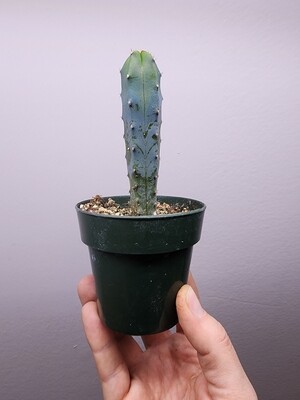 Myrtillocactus geometrizans 'Blue Candlestick cactus'
