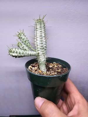 Ghost Corn Cob Euphorbia