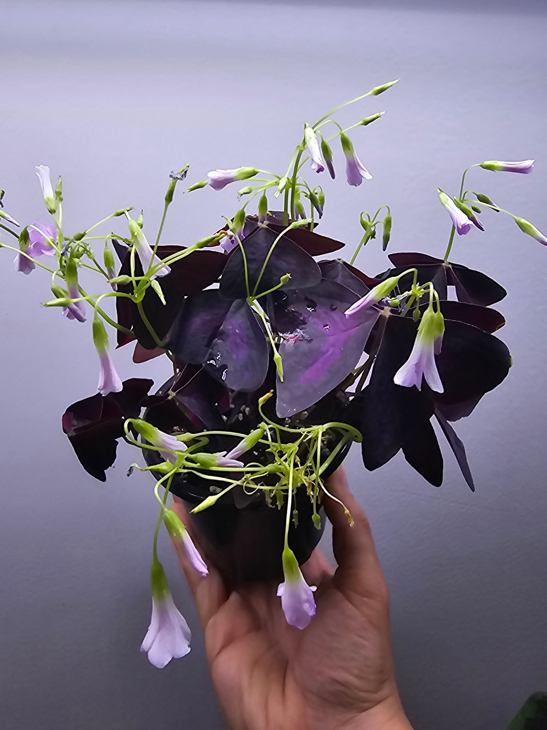 Oxalis Triangularis &#39;Purple Shamrock&#39;