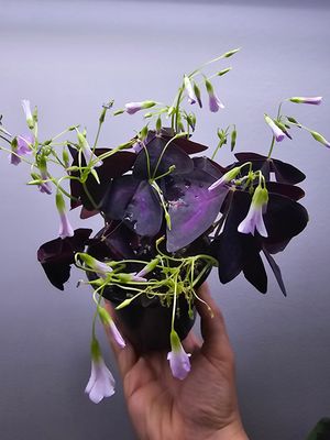 Oxalis Triangularis &#39;Purple Shamrock&#39;