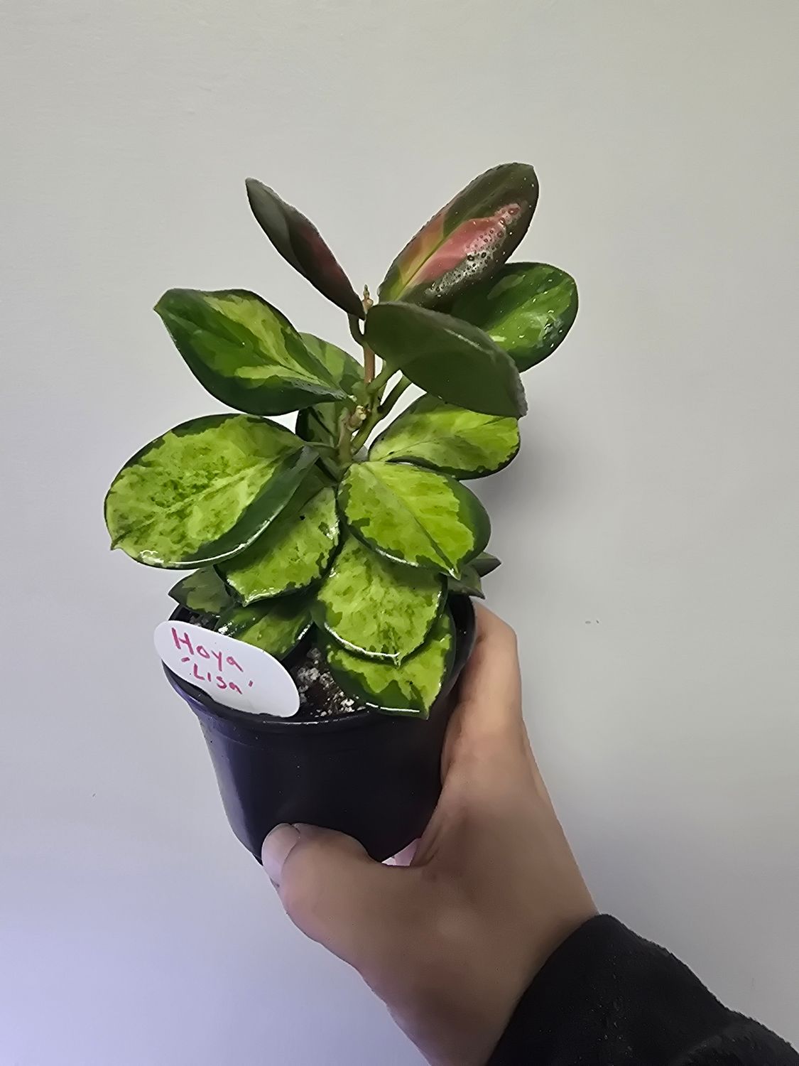 Hoya &#39;Lisa&#39;