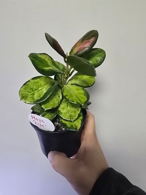 Hoya &#39;Lisa&#39;