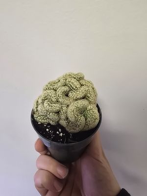 Brain Cactus