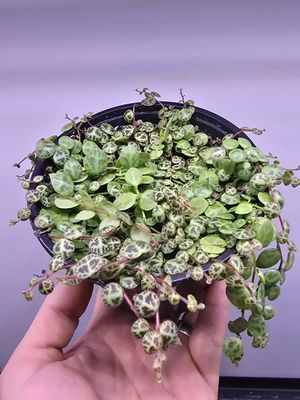 String of Turtles