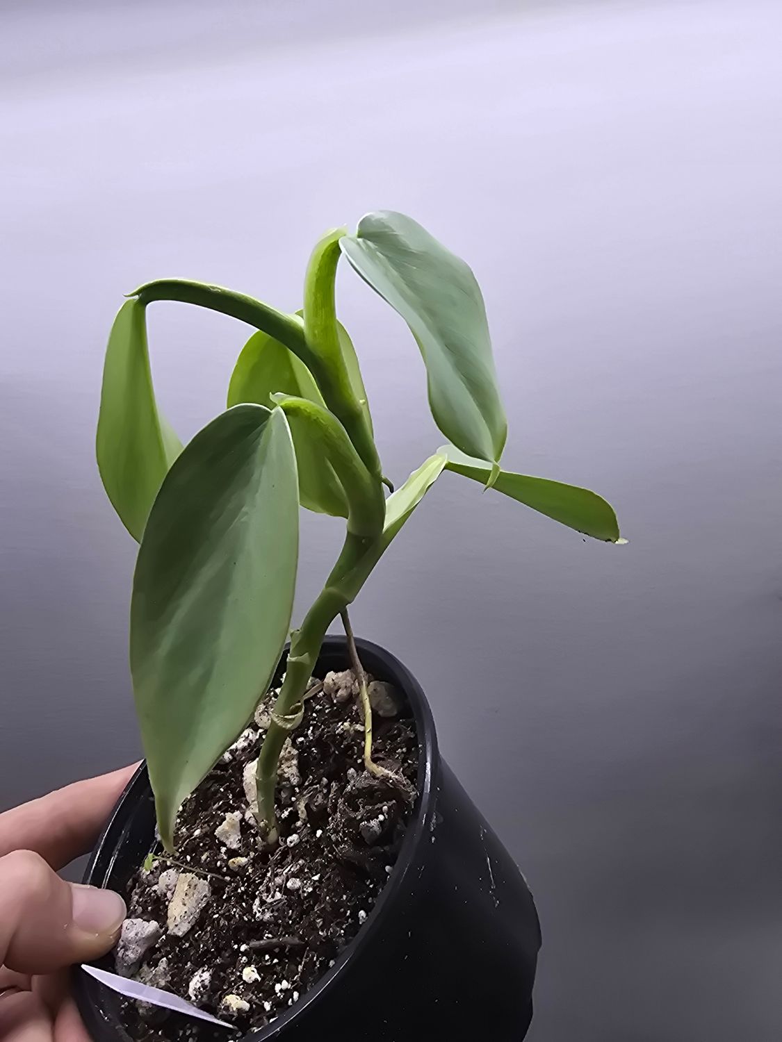 Philodendron  &#39;silver sword&#39;