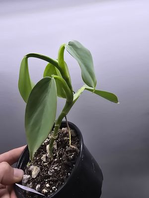 Philodendron  &#39;silver sword&#39;