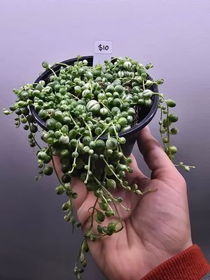String of Pearls &#39;variegated&#39; VSOP